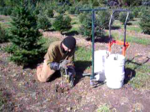 how to replant xmas tree
