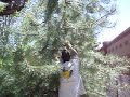 Cutting Down a Tree