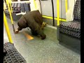 drunk fish on the last train