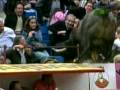 Untamed and Uncut - Bull Jumps Into Crowd
