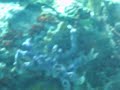 colorful Barbados coral reef