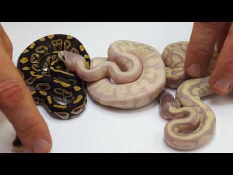YouTube reptile video