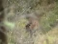 Young Stag Part 2