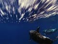 Dance with dolphins-original guitar tune-
