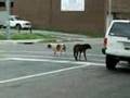 Stray Dogs in Oklahoma City Streets