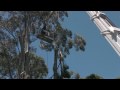 Mount Dandenong Mountain Ash Tree Removal