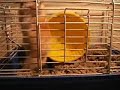 Priscilla the Acrobatic Hamster Kidney Cysts