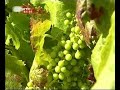 Hora de Baco - RTP - Sugest�es de Vinhos