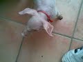 CERDA MAMANDO en GODELLETA!