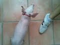 CERDA MAMANDO en GODELLETA!