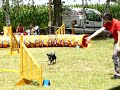 Marťa a Baruška- agility