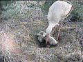 4 jonge ooievaars 13 mei 4 jonge ooievaars 13 mei
