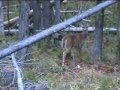 Whitetail Hunt 2007