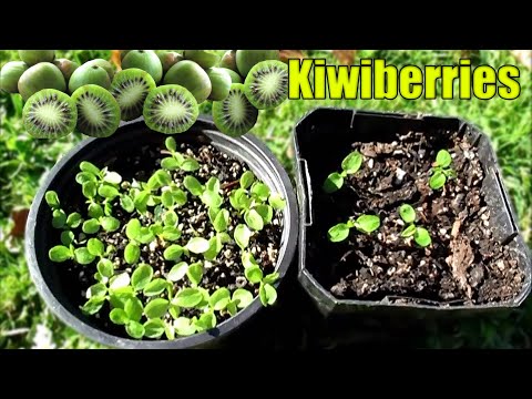 how to grow kiwi from seed