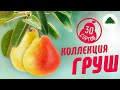 Видео Коллекция груш