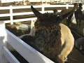ALPACA PARADISE