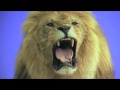 Click here to watch this video THE ANIMAL GREENSCREEN EFFECTS DINOSAURI LEONI ACQUILE SERPENTI