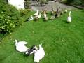 Knowle Farm - Rattery - Near Totnes, Devon 2008