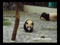 twin panda babies run, run, run!