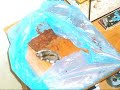 A tribute to all my late hamsters A tribute to all my late hamsters