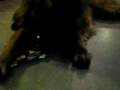 videos de MVI 0148