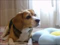 Luna em: a saga do palitinho