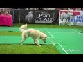 Kebolehan Atraksi Anjing Kintamani