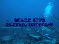 Shark Dive in Roatan Honduras