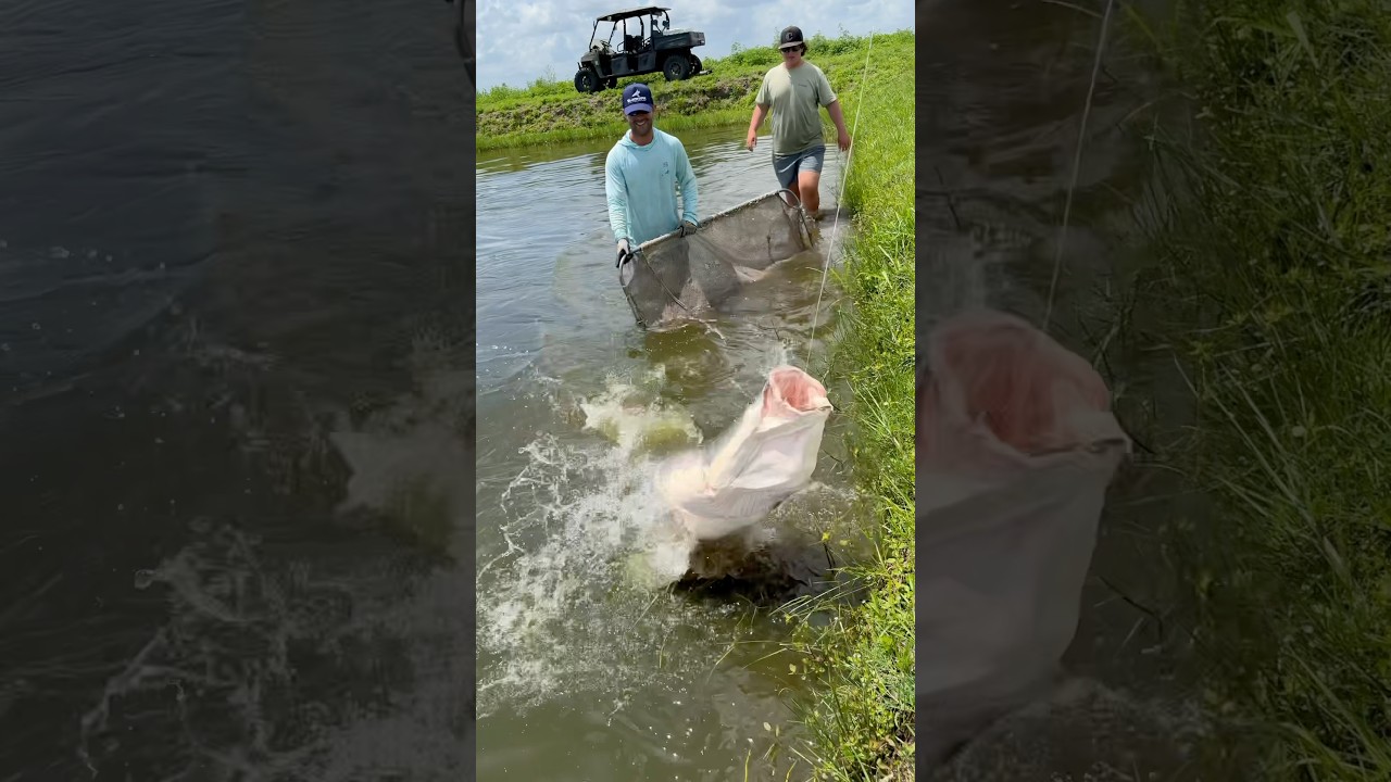 MONSTER Fish Caught in Tiny Pond