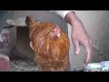 Experiment with Chicken