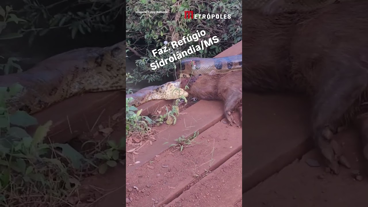 Sucuri arrasta capivara pela cabeça às margens de córrego em MS