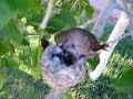 Humming bird nest April 3 2007 #3