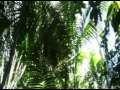 bospolitie Suriname