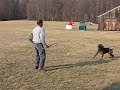 2yo  Boerboel  B!tch "Batu" being worked by Butch Henerson