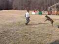 Boerboel video