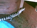 American Alligator eating 4 live mice7/22/08
