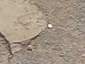 See Video
