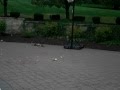 me jumping apples on a fusion scooter