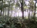 Cannock Chase: Beauty and Mystery