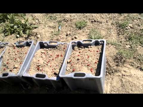 how to transplant goji berries