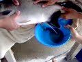 extrusin-de-hembra-de-cachama-agua-verde-acuicultura.html