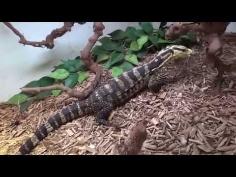 YouTube reptile video