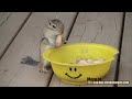 Cheezburger : Chipmunk Face Stuff