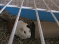 Guinea Pig Sneeze