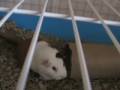 videos de Guinea Pig Sneeze