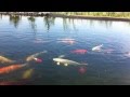 Koi beim fressen 2