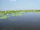 waterlillies