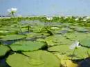waterlillies