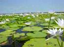 waterlillies
