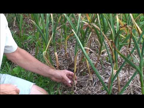 how to tell when garlic is ready to harvest